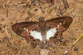 Evans's White Flat Seseria strigata (Ringed White Flat)