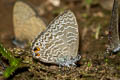 Felder's Lineblue Catopyrops ancyra aberrans