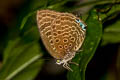 Felder's Oakblue Arhopala vihara hirava (Large Spotted Oakblue)