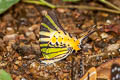 Fivebar Swordtail Graphium antiphates pompilius