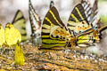 Fivebar Swordtail Graphium antiphates pompilius