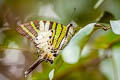 Fivebar Swordtail Graphium antiphates pompilius