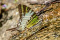 Fivebar Swordtail Graphium antiphates alcibiades
