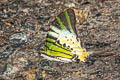 Fivebar Swordtail Graphium antiphates alcibiades