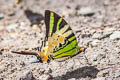 Fivebar Swordtail Graphium antiphates alcibiades