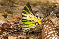 Fivebar Swordtail Graphium antiphates alcibiades