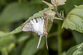 Fivebar Swordtail Graphium antiphates pompilius