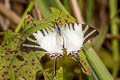 Fivebar Swordtail Graphium antiphates pompilius