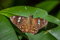 Flash Spotted Flat Celaenorrhinus patula (Large Spotted Flat)