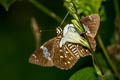 Flash Spotted Flat Celaenorrhinus patula (Large Spotted Flat)