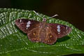 Flash Spotted Flat Celaenorrhinus patula (Large Spotted Flat)