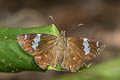 Flash Spotted Flat Celaenorrhinus patula (Large Spotted Flat)