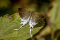 Fluffy Tit Hypolycaena amasa amasa