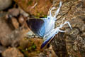 Fluffy Tit Hypolycaena amasa amasa