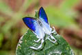 Fluffy Tit Hypolycaena amasa amasa