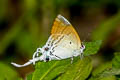 Fluffy Tit Hypolycaena amasa amasa