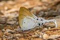 Fluffy Tit Hypolycaena amasa amasa