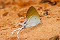 Fluffy Tit Hypolycaena amasa amasa