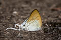 Fluffy Tit Hypolycaena amasa amasa