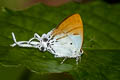 Fluffy Tit Hypolycaena amasa maximinianus