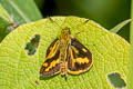 Forest Dart Potanthus lydia lydia