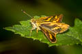 Forest Dart Potanthus lydia lydia