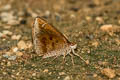 Forest Hopper Astictopterus jama olivascens 