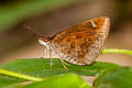 Forest Hopper Astictopterus jama olivascens 