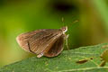 Forest Hopper Astictopterus jama olivascens 