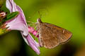 Forest Hopper Astictopterus jama olivascens 