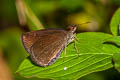 Forest Hopper Astictopterus jama olivascens 