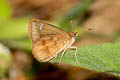 Forest Hopper Astictopterus jama olivascens 