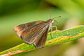 Forest Hopper Astictopterus jama jama