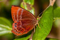 Forest Judy Abisara saturata maya (Malayan Plum Judy)