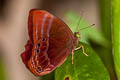 Forest Judy Abisara saturata kausambioides (Malayan Plum Judy)