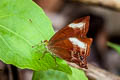 Forest Judy Abisara saturata kausambioides (Malayan Plum Judy)