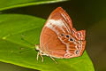 Forest Judy Abisara saturata kausambioides (Malayan Plum Judy)