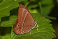 Forest Judy Abisara saturata meta (Malayan Plum Judy)