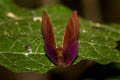 Forest Judy Abisara saturata meta (Malayan Plum Judy)