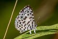 Forest Pierrot Taraka hamada mendesia