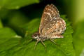 Forest Scrub Hopper Aeromachus dubius impha (Dingy Scrub Hopper)