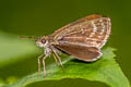 Forest Scrub Hopper Aeromachus dubius impha (Dingy Scrub Hopper)