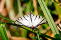 Fourbar Swordtail Graphium agetes agetes