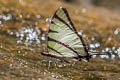 Fourbar Swordtail Graphium agetes agetes