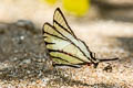 Fourbar Swordtail Graphium agetes agetes