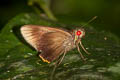 Fringed Redeye Matapa cresta