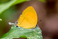 Fruhstorfer's Yamfly Yasoda androconifera 