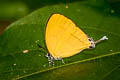 Fruhstorfer's Yamfly Yasoda androconifera 