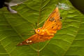 Fulvous Dawnfly Capila phanaeus flora 