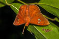 Fulvous Dawnfly Capila phanaeus falta